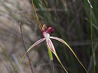 Caladenia lorea