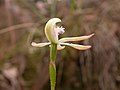 Caladenia ustulata Australia - Black Mountain