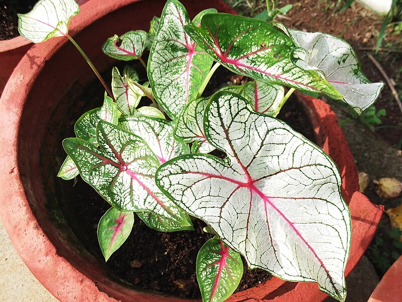 File:Caladium hortulanum cv.candidum-1-sunny brook-yercaud-salem-India.JPG