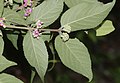 Callicarpa mollis s2.jpg