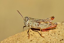 Calliptamus siciliae аталық (7973903036) .jpg