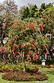 * Nomination Callistemon rigidus (Stiff Bottlebrush), habitus; Jardim Municipal do Funchal, Madeira --Llez 05:45, 16 June 2020 (UTC) * Promotion Good quality -- Spurzem 07:09, 16 June 2020 (UTC)