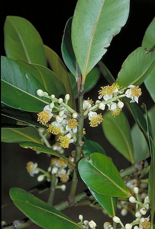 <i>Calophyllum sil</i> Species of tree