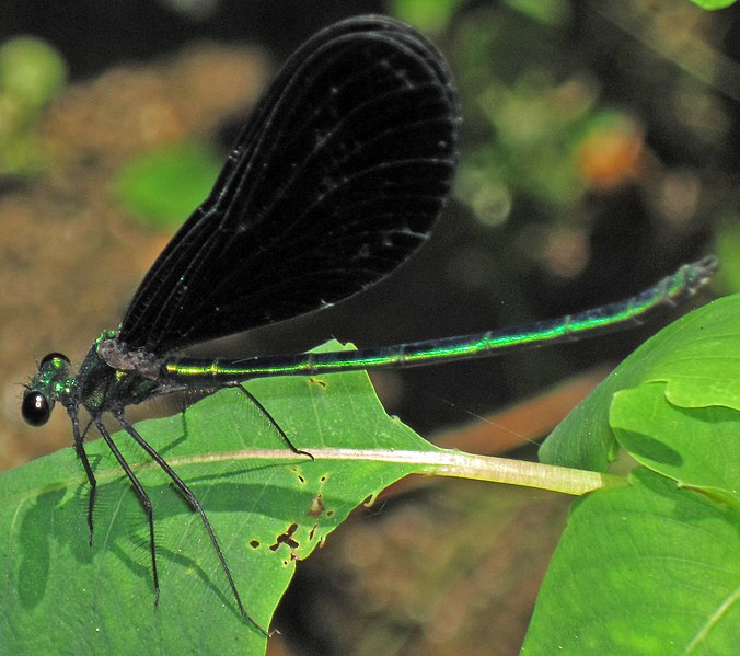 File:Calopteryx maculata (ebony jewelwing damselfly) (Newark, Ohio, USA) 6 (42442000985).jpg