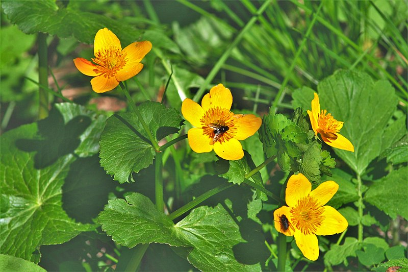 File:Caltha palustris ENBLA11.jpg