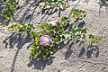 ハマヒルガオ Calystegia soldanella