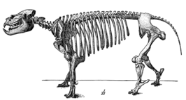 Metamynodon