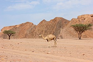 Camel Nuweibaa 00 (22).JPG