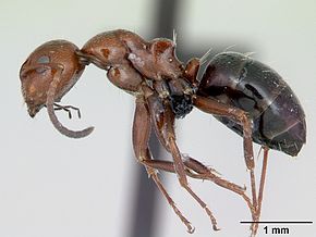 Descrição da imagem Camponotus lateralis casent0080857 profile 1.jpg.