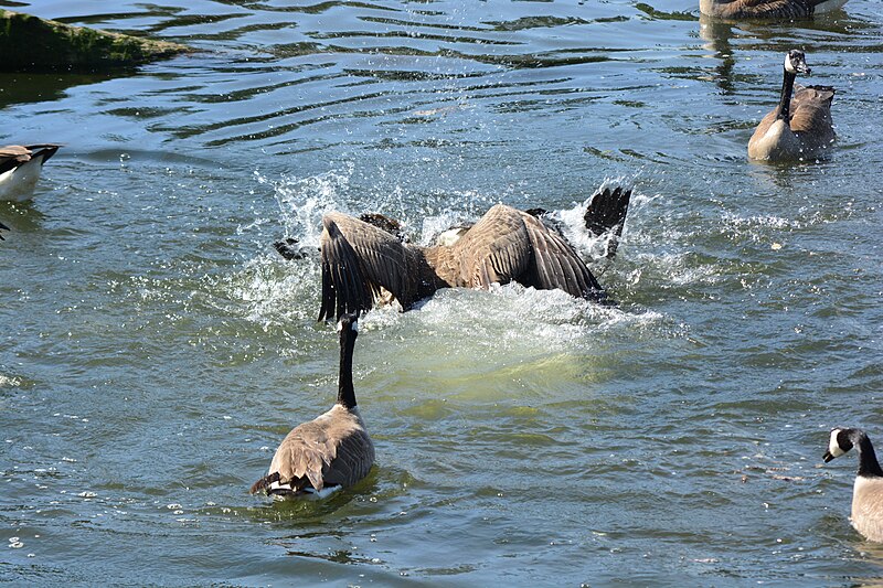 File:Canada Geese fighting near North Wind's Weir 04.jpg