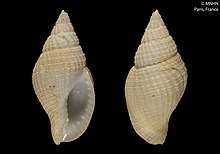 Cancellopollia gracilis (MNHN-IM-2000-6329).jpeg