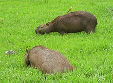 Deux capybaras broutant.