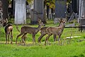 * Nomination Roe deer in the old Israelite section of Central Cemetery, Vienna, Austria --Uoaei1 05:56, 7 November 2022 (UTC) * Promotion  Support Good quality. --Rjcastillo 06:12, 7 November 2022 (UTC) background is distracting and quite dark --Charlesjsharp 11:51, 7 November 2022 (UTC) @Charlesjsharp: do you oppose here or is this just a comment? You set the status from /Promotion back to /Nomination, which is a violation of the process. --Uoaei1 14:57, 7 November 2022 (UTC)  Support Good quality for me.--Famberhorst 17:05, 9 November 2022 (UTC)