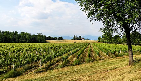 Capriano del Colle vigna