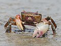 * Nomination Burrowing crab (Neohelice granulata) at Parque Nacional da Lagoa do Peixe, RS, Brazil. By User:Nortondefeis --DarwIn 14:56, 1 June 2016 (UTC) * Promotion Quality is good, but it isn't QI without the identified species, sorry --Poco a poco 20:29, 1 June 2016 (UTC) @Poco a poco: : I identified the species, it's a Burrowing crab (Neohelice granulata). Can you please reaccess this nomination? --DarwIn 15:11, 2 June 2016 (UTC)