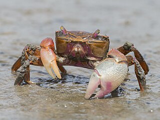 <i>Neohelice</i> Genus of crabs