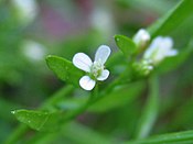 Cardamine flexuosa bluete.jpeg