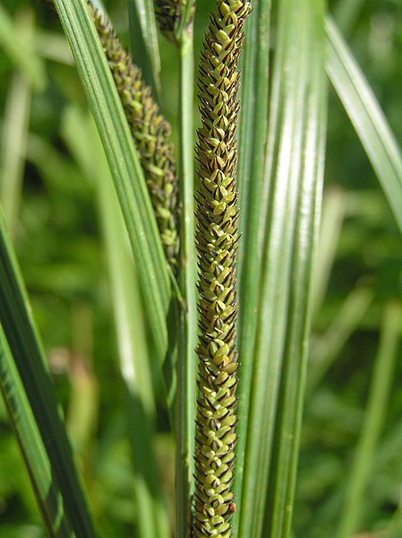 Осока это. Осока острая (Carex acuta). Осока соцветие. Осока Болотная. Осока заостренная.