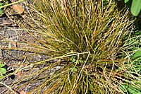 Carex testacea 01.jpg