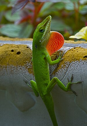 Carolina anole (Anolis carolinensis) with red throat expanded.jpg