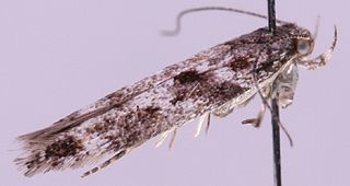 <i>Caryocolum petrophila</i> Species of moth