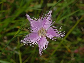 Close-up on a flower of Dianthus monspessulanus Caryophillaceae - Dianthus monspessulanus-3.JPG