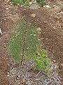 Casuarina collina (a nagyobbik növény)