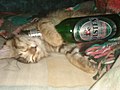 Cat with beer bottle.jpg