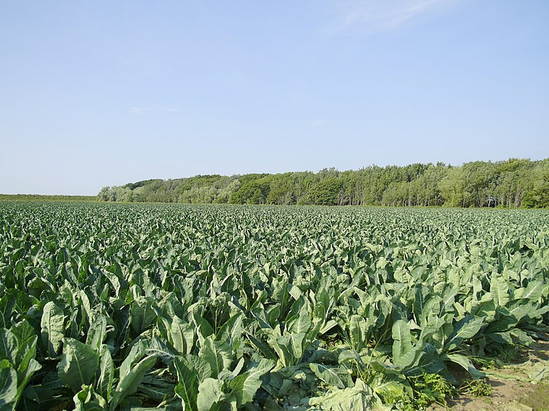 File:Cauliflower field near Goose Dub Farm - geograph.org.uk - 2016691.jpg
