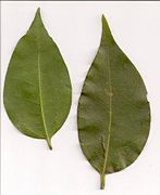 Mature leaves
