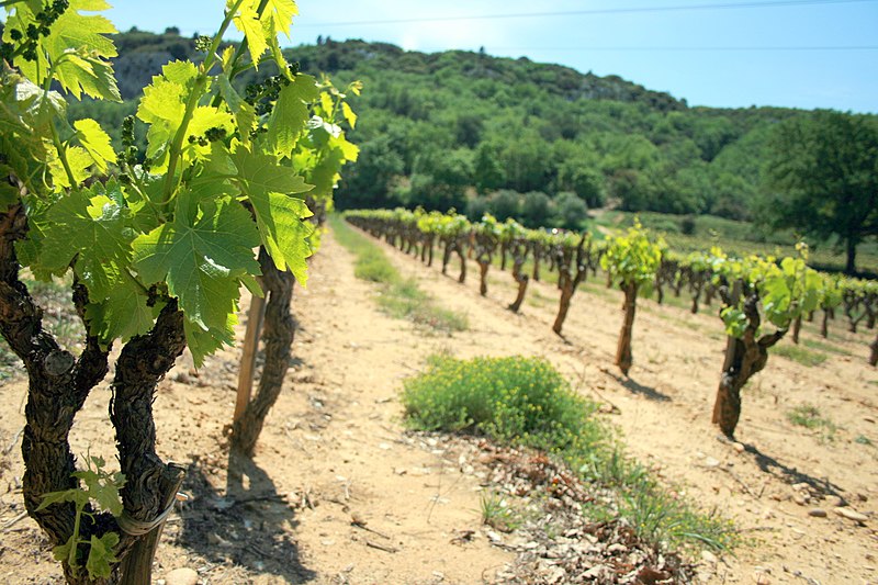 File:Ceps de vigne à Saint-Geniès-de-Comolas.jpg