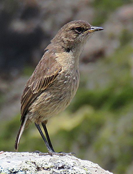 File:Cercomela sordida mtkenya 2.jpg