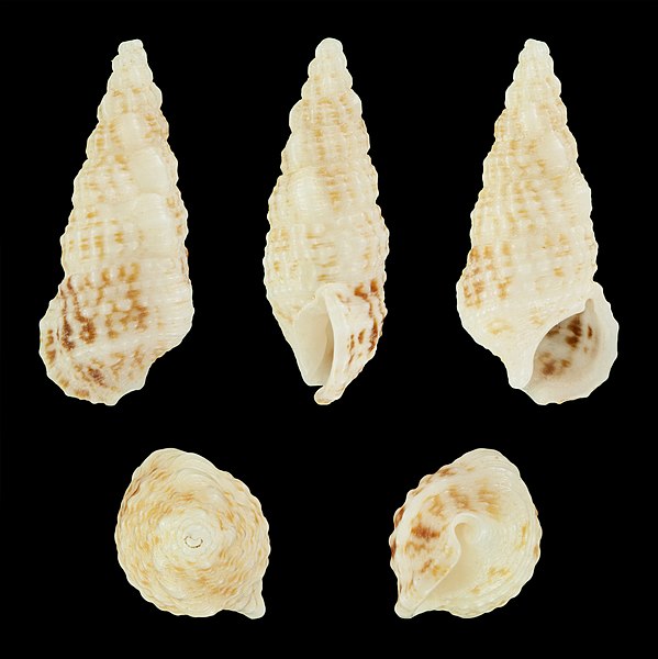 File:Cerithium lutosum 01.JPG