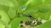 Thumbnail for File:Cerulean Warbler - nesting.jpg