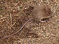 San Diego pocket mouse