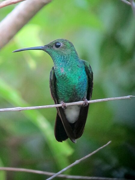 File:Chalybura buffonii Colibrí de Buffon White-vented Plumeleteer (8323756742).jpg