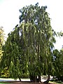 Californische cipres (Chamaecyparis lawsoniana)