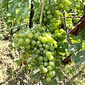 Chasselas grapes in Satigny, close to the harvesting period. This is one of the largest wine varieties grown in the town. Chasselas grapes Satigny.jpg