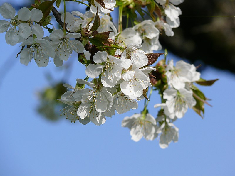 File:Cherry blossoms outside vitra 5.JPG
