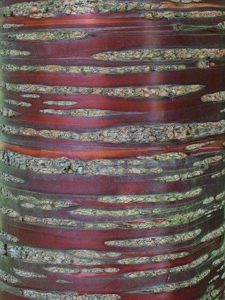 File:Chesters Walled Garden - trunk of the Tibetan cherry tree - geograph.org.uk - 1461261.jpg