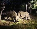 Rhinoceros in Savanna Safari Zone