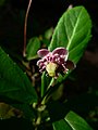 Chimaphila umbellata