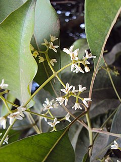 <i>Chionanthus ramiflorus</i> species of plant