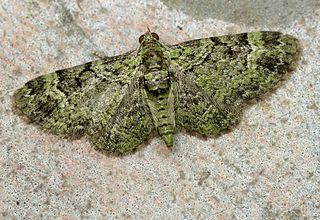 Green pug Species of moth