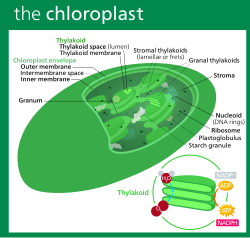 Clóraplast