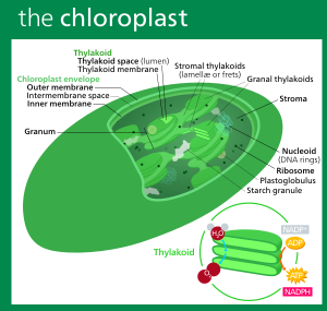 Chloroplast II.svg