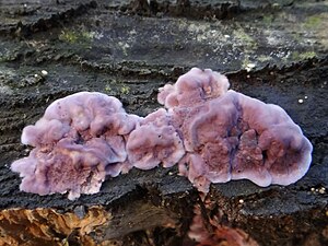 Chondrostereum purpureum G3.1n.jpg