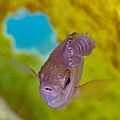 * Nomination Black seabream (Spondyliosoma cantharus) with a parasite (Anilocra physodes), Arrábida National Park, Portugal --Poco a poco 07:45, 13 May 2023 (UTC) * Promotion  Support Good quality. --Ermell 10:02, 13 May 2023 (UTC)