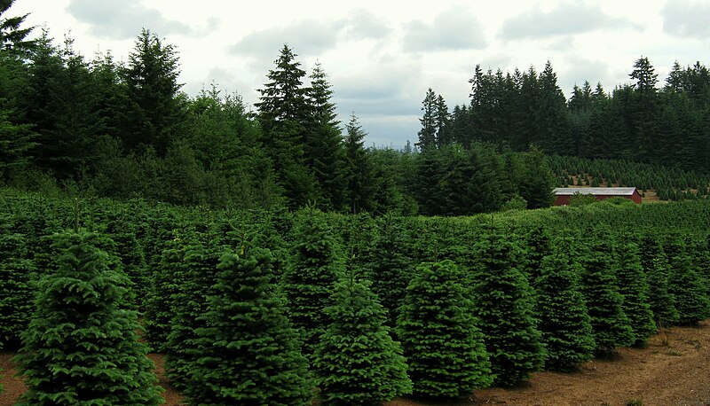 File:Christmas trees near Redland Oregon.jpg