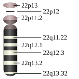 File:Chromosome 22.svg